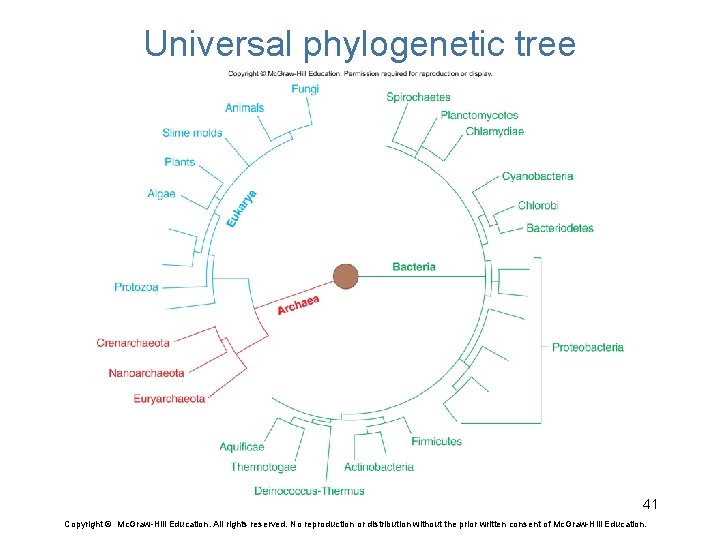 Universal phylogenetic tree 41 Copyright © Mc. Graw-Hill Education. All rights reserved. No reproduction