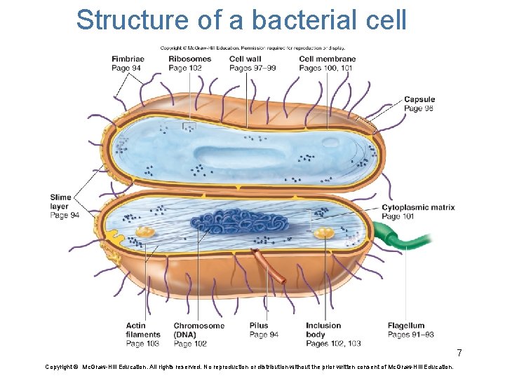 Structure of a bacterial cell 7 Copyright © Mc. Graw-Hill Education. All rights reserved.