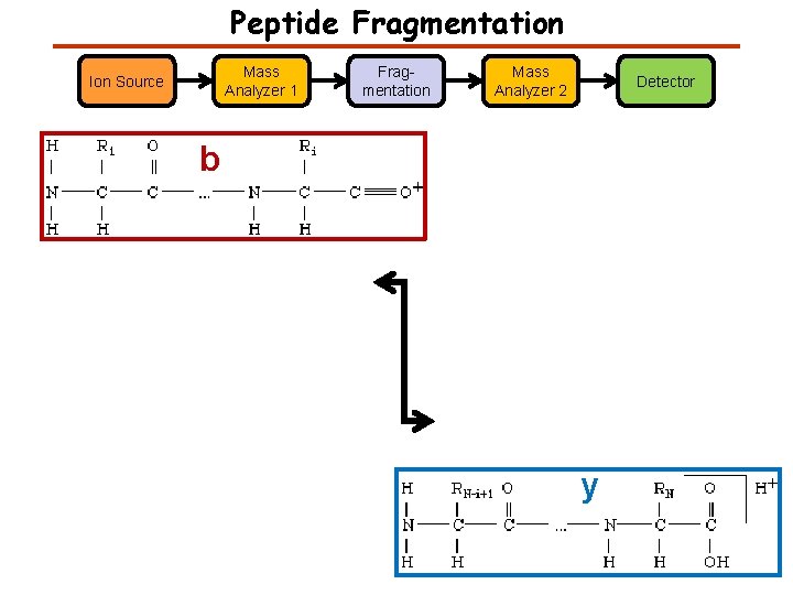 Peptide Fragmentation Mass Analyzer 1 Ion Source Fragmentation Mass Analyzer 2 Detector b y