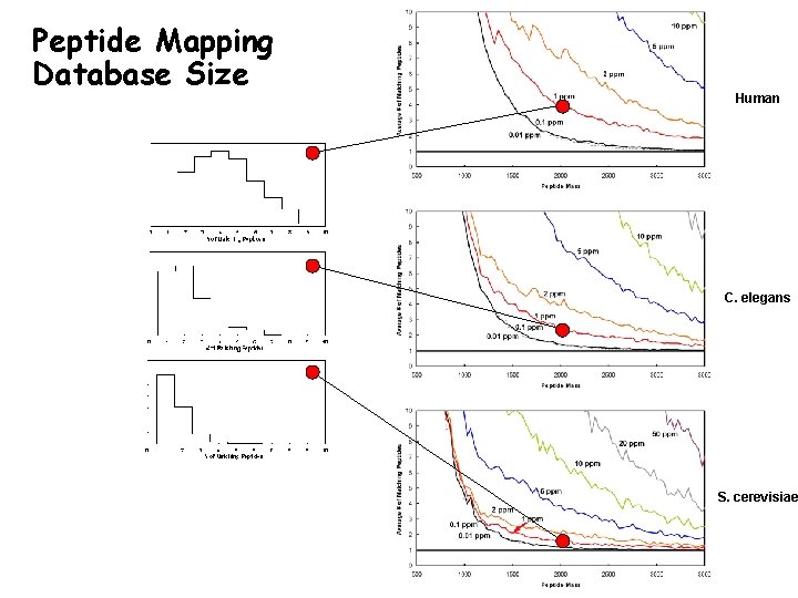 Peptide Mapping Database Size Human C. elegans S. cerevisiae Peptide Mapping Database Size Human C. elegans S. cerevisiae
