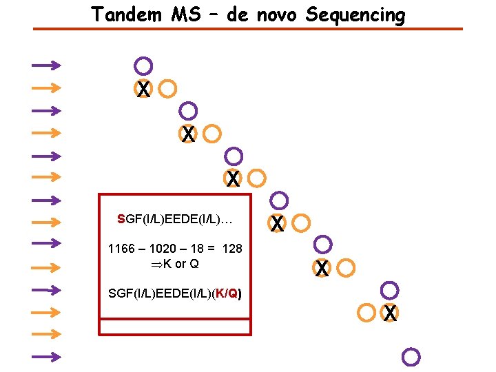 Tandem MS – de novo Sequencing X X X SGF(I/L)EEDE(I/L)… …(I/L)EDEE(I/L)FG… 1166 – 1020
