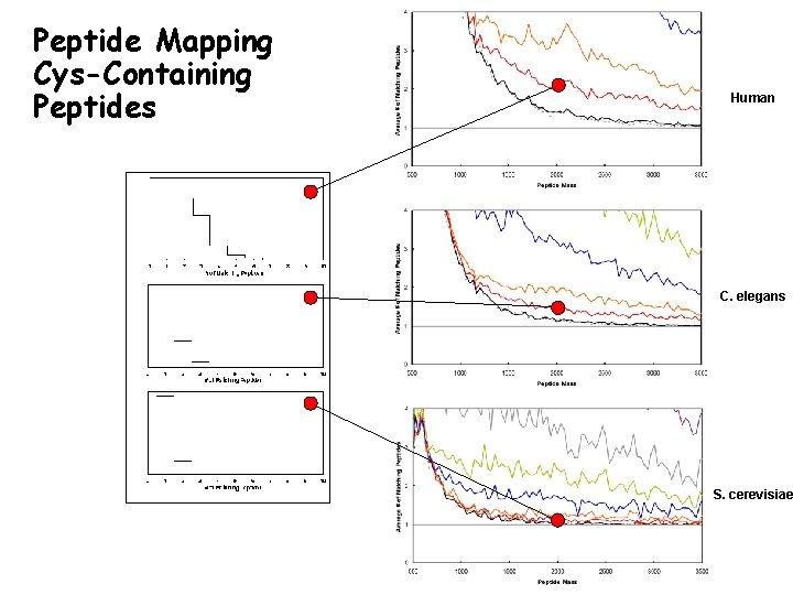 Peptide Mapping Cys-Containing Peptides Human C. elegans S. cerevisiae 