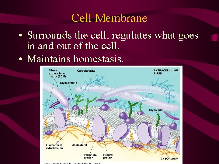 Cell Membrane • Surrounds the cell, regulates what goes in and out of the Cell Membrane • Surrounds the cell, regulates what goes in and out of the
