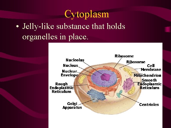 Cytoplasm • Jelly-like substance that holds organelles in place. Cytoplasm • Jelly-like substance that holds organelles in place.