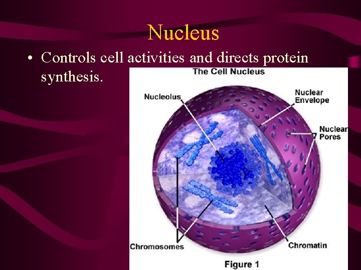 Nucleus • Controls cell activities and directs protein synthesis. Nucleus • Controls cell activities and directs protein synthesis.