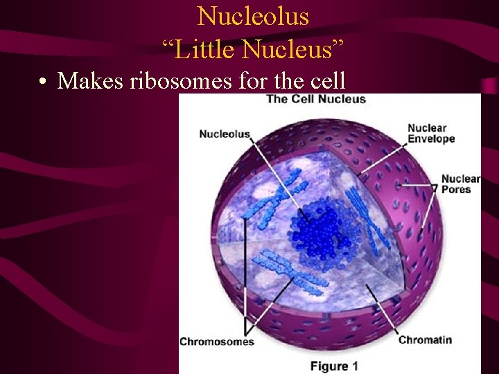 Nucleolus “Little Nucleus” • Makes ribosomes for the cell Nucleolus “Little Nucleus” • Makes ribosomes for the cell