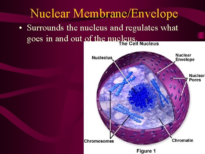 Nuclear Membrane/Envelope • Surrounds the nucleus and regulates what goes in and out of Nuclear Membrane/Envelope • Surrounds the nucleus and regulates what goes in and out of