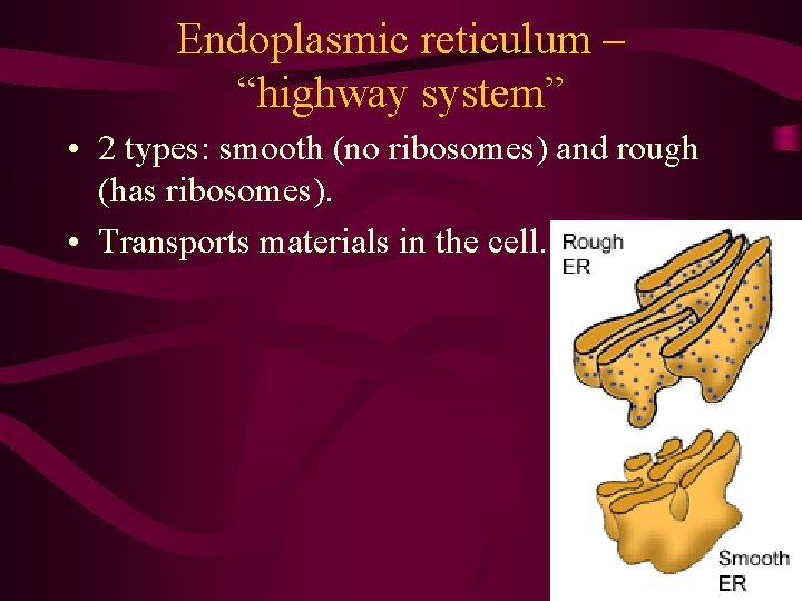 Endoplasmic reticulum – “highway system” • 2 types: smooth (no ribosomes) and rough (has Endoplasmic reticulum – “highway system” • 2 types: smooth (no ribosomes) and rough (has