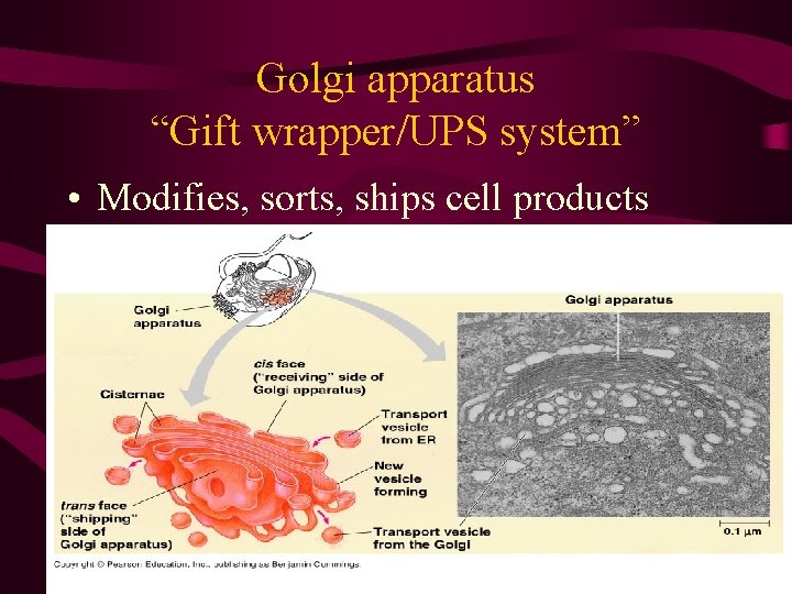 Golgi apparatus “Gift wrapper/UPS system” • Modifies, sorts, ships cell products Golgi apparatus “Gift wrapper/UPS system” • Modifies, sorts, ships cell products