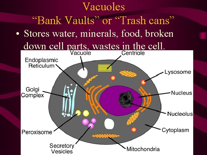 Vacuoles “Bank Vaults” or “Trash cans” • Stores water, minerals, food, broken down cell Vacuoles “Bank Vaults” or “Trash cans” • Stores water, minerals, food, broken down cell