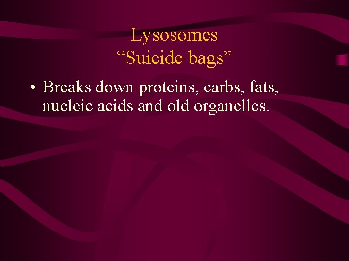 Lysosomes “Suicide bags” • Breaks down proteins, carbs, fats, nucleic acids and old organelles. Lysosomes “Suicide bags” • Breaks down proteins, carbs, fats, nucleic acids and old organelles.