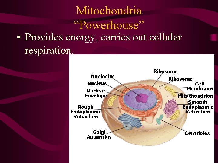 Mitochondria “Powerhouse” • Provides energy, carries out cellular respiration. Mitochondria “Powerhouse” • Provides energy, carries out cellular respiration.