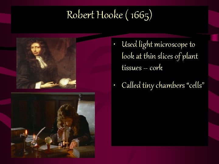 Robert Hooke ( 1665) • Used light microscope to look at thin slices of Robert Hooke ( 1665) • Used light microscope to look at thin slices of