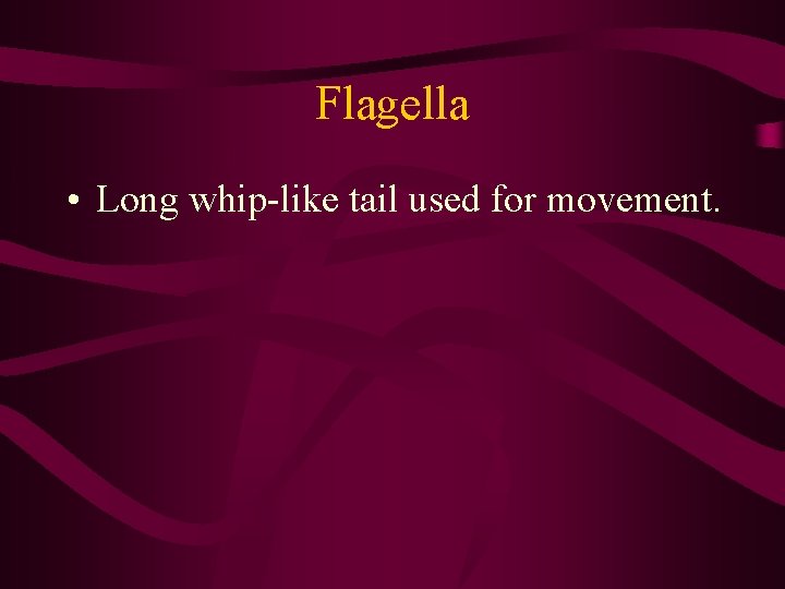 Flagella • Long whip-like tail used for movement. Flagella • Long whip-like tail used for movement.