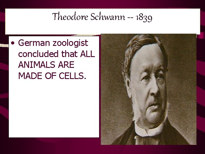 Theodore Schwann -- 1839 • German zoologist concluded that ALL ANIMALS ARE MADE OF Theodore Schwann -- 1839 • German zoologist concluded that ALL ANIMALS ARE MADE OF