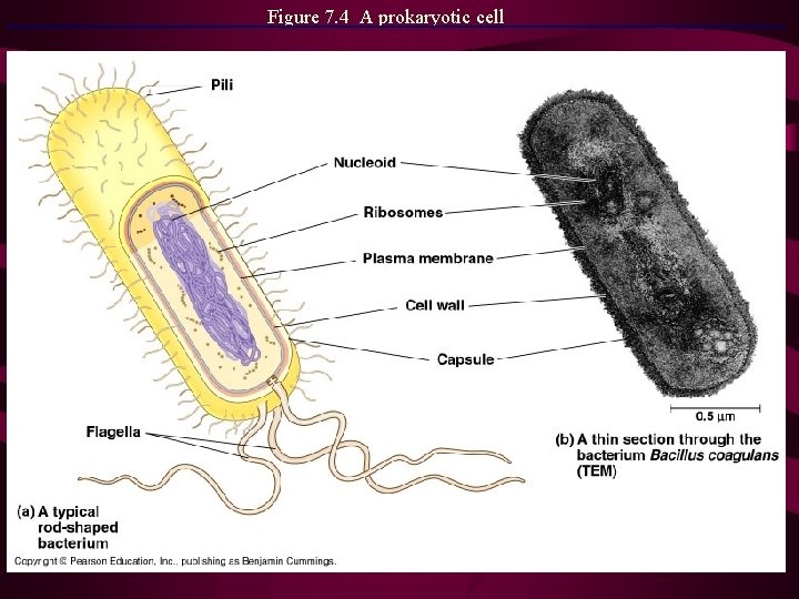 Figure 7. 4 A prokaryotic cell Figure 7. 4 A prokaryotic cell