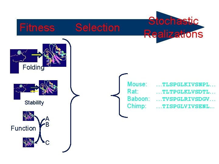 Fitness Selective Pressure Folding Mouse: Rat: Baboon: Chimp: Stability Function Selection Stochastic Realizations A