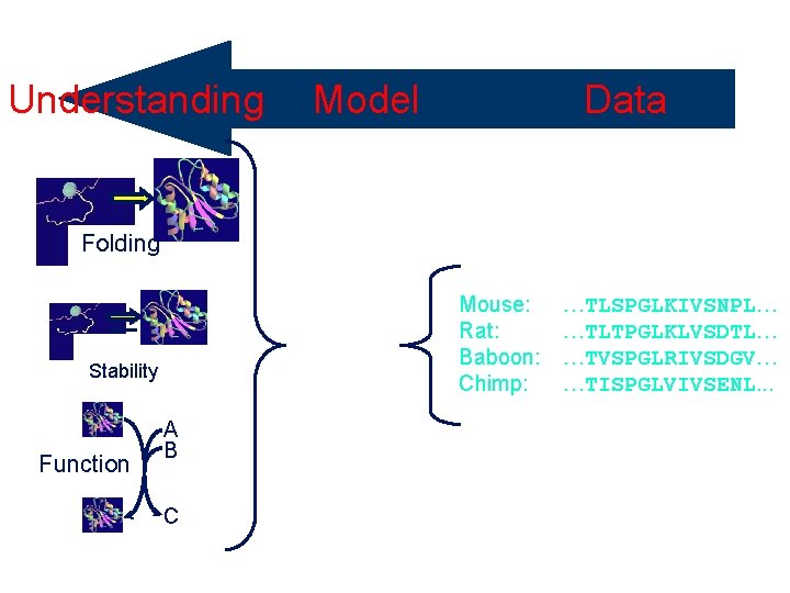 Understanding Selective Pressure Folding Mouse: Rat: Baboon: Chimp: Stability Function Data Model A B