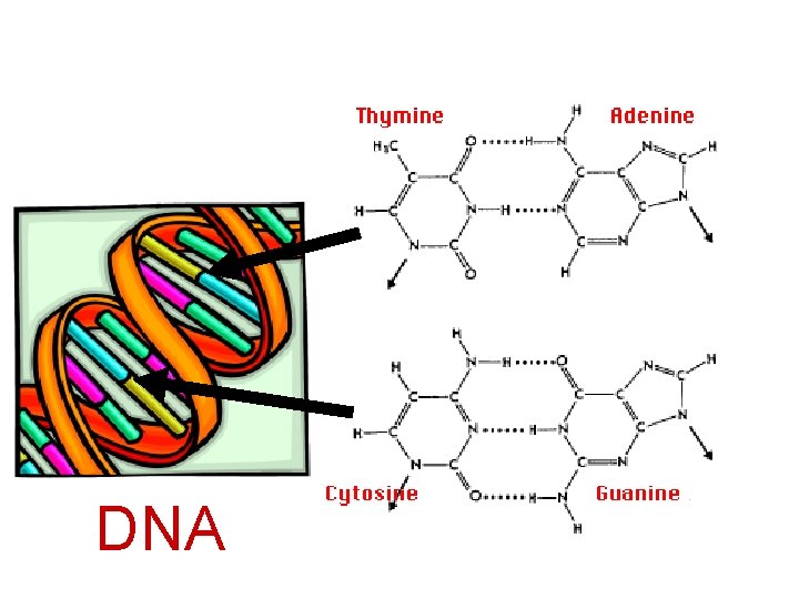 Purines Pyrimidines DNA 