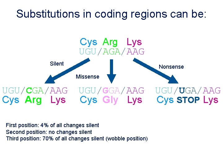 Substitutions in coding regions can be: Cys Arg Lys UGU/AGA/AAG Silent Nonsense Missense UGU/CGA/AAG
