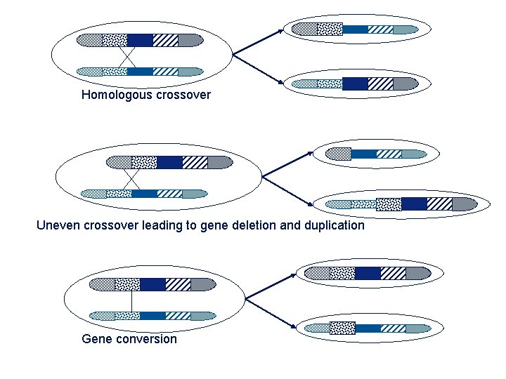 Homologous crossover Uneven crossover leading to gene deletion and duplication Gene conversion 