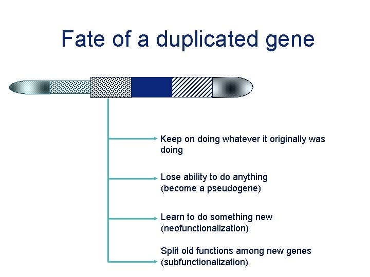 Fate of a duplicated gene Keep on doing whatever it originally was doing Lose