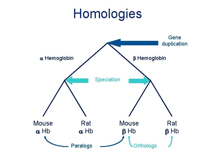 Homologies Gene duplication a Hemoglobin b Hemoglobin Speciation Mouse a Hb Rat a Hb