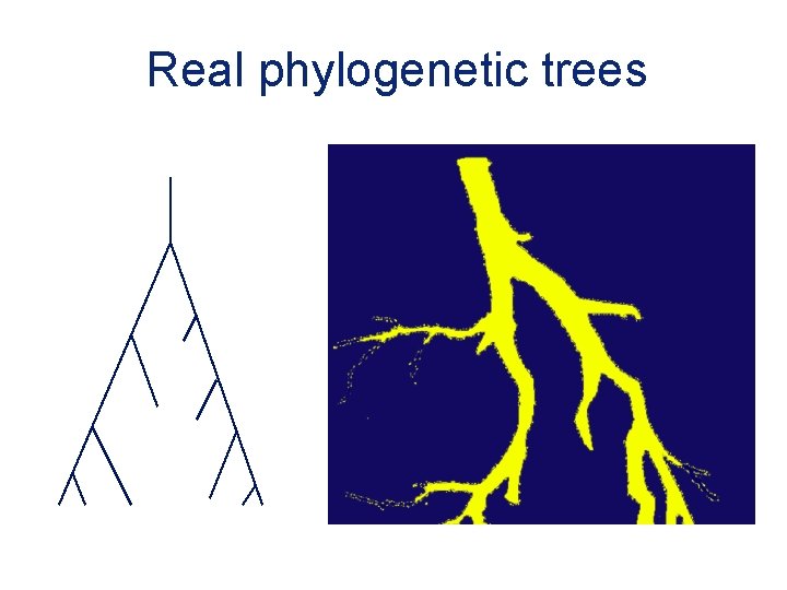 Real phylogenetic trees 