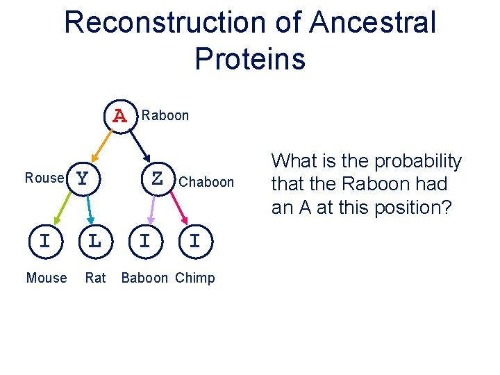 Reconstruction of Ancestral Proteins A Rouse Y I L Mouse Rat Raboon Z I