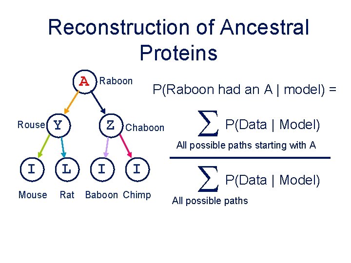 Reconstruction of Ancestral Proteins A Rouse Y Raboon Z P(Raboon had an A |