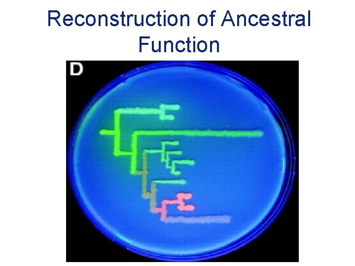Reconstruction of Ancestral Function 