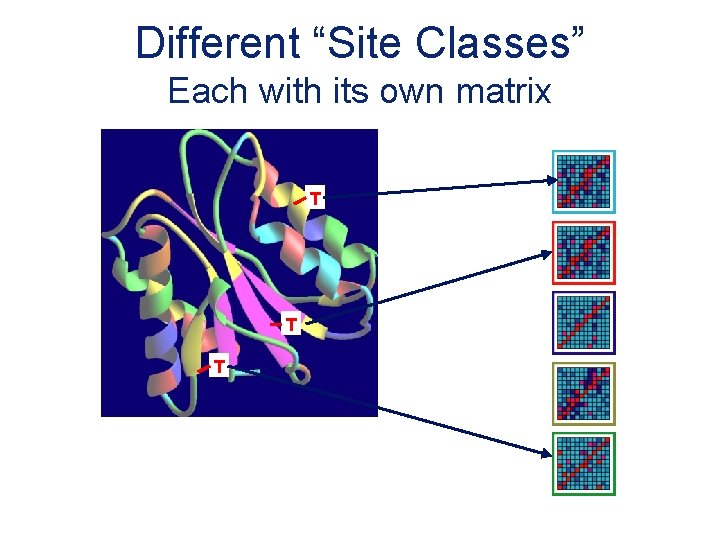 Different “Site Classes” Each with its own matrix T T T 