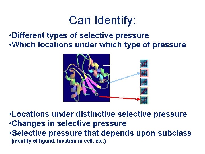 Can Identify: • Different types of selective pressure • Which locations under which type