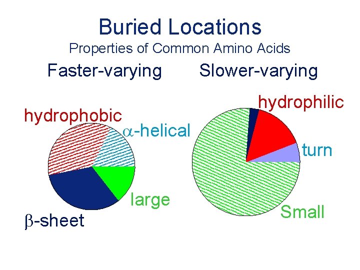 Buried Locations Properties of Common Amino Acids Faster-varying hydrophobic b-sheet Slower-varying hydrophilic a-helical large