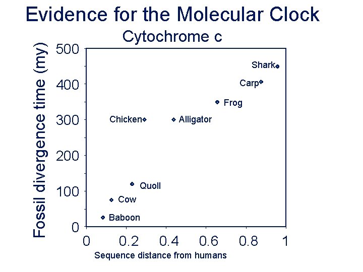 Fossil divergence time (my) Evidence for the Molecular Clock Cytochrome c 500 Shark 400