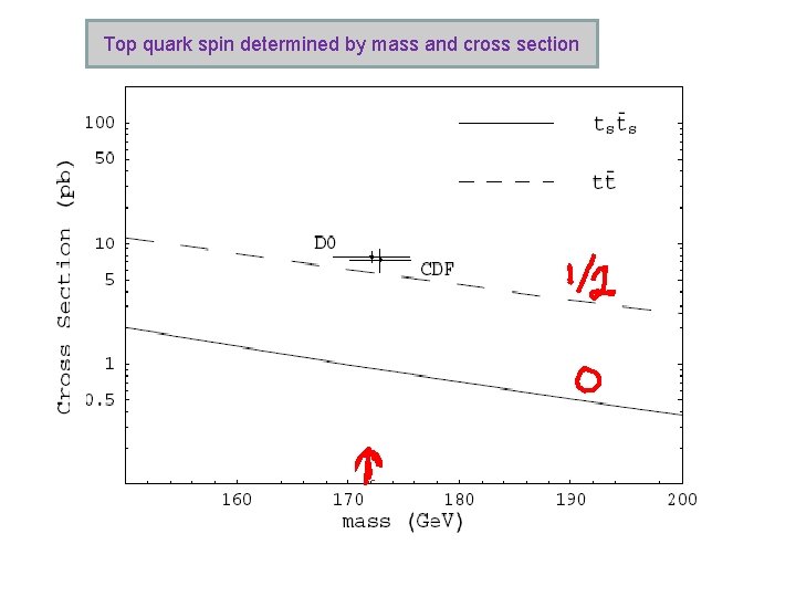 Top quark spin determined by mass and cross section 
