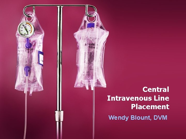 Central Intravenous Line Placement Wendy Blount, DVM 