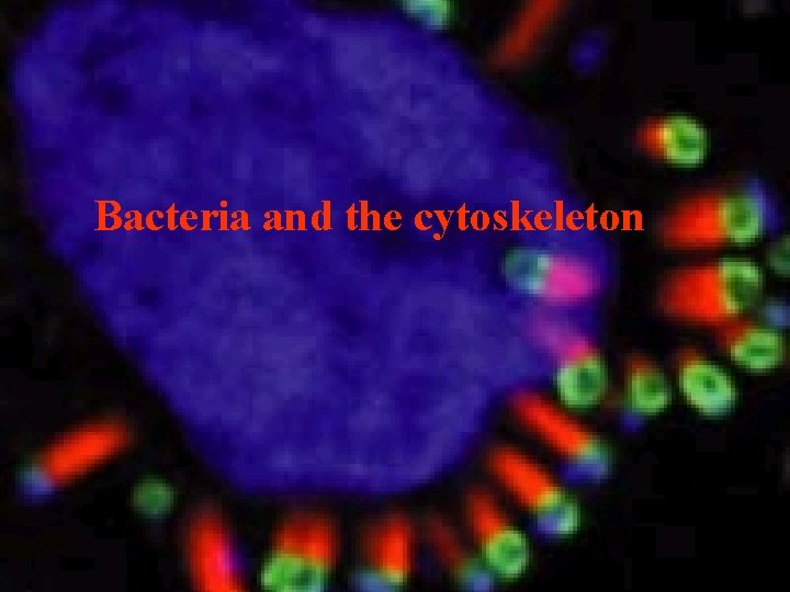 Bacteria and the cytoskeleton 