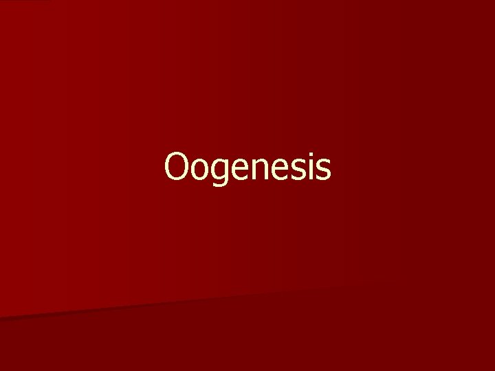 Oogenesis 