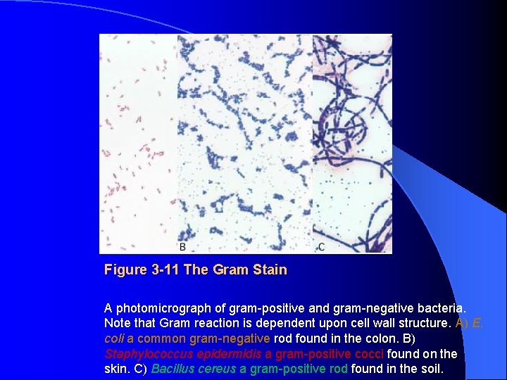 Figure 3 -11 The Gram Stain A photomicrograph of gram-positive and gram-negative bacteria. Note