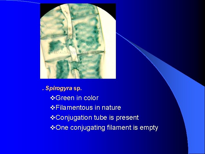 . Spirogyra sp. v. Green in color v. Filamentous in nature v. Conjugation tube