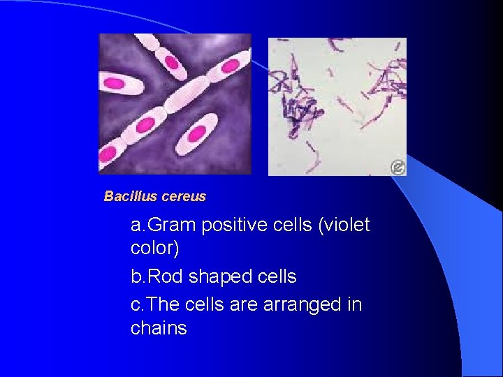 Bacillus cereus a. Gram positive cells (violet color) b. Rod shaped cells c. The