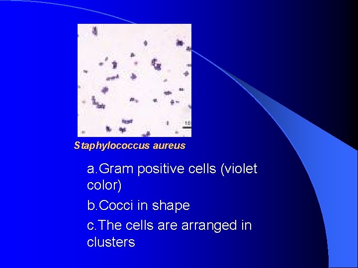 Staphylococcus aureus a. Gram positive cells (violet color) b. Cocci in shape c. The