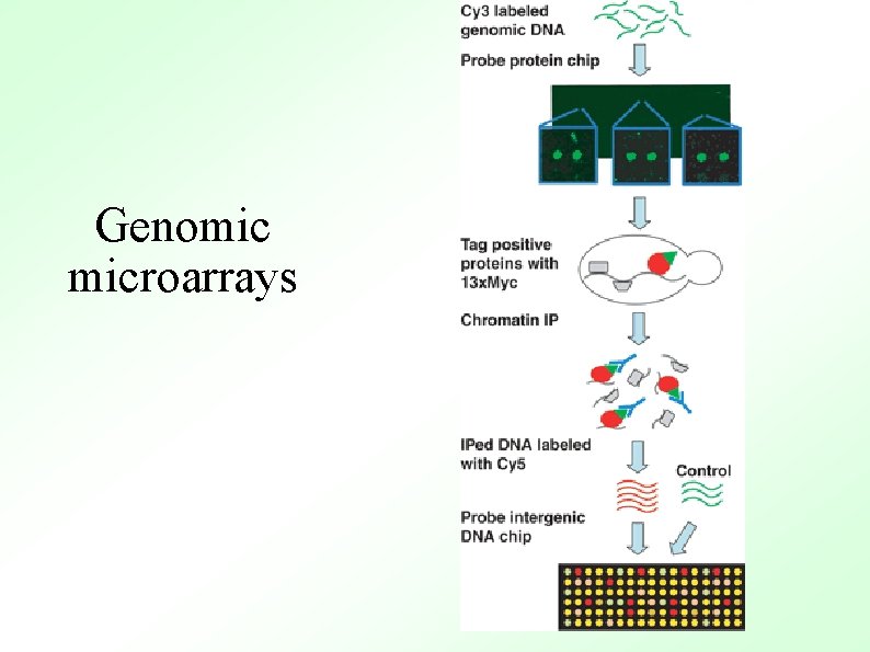 Genomic microarrays 