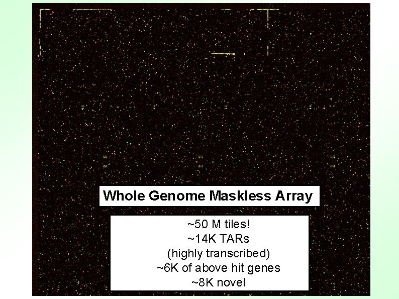 Whole Genome Maskless Array ~50 M tiles! ~14 K TARs (highly transcribed) ~6 K