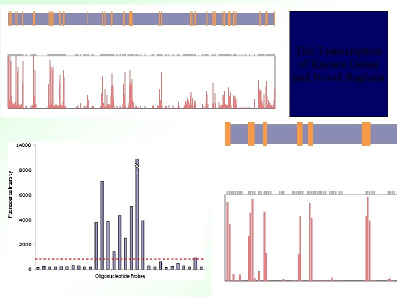 Tile Transcription of Known Genes and Novel Regions 