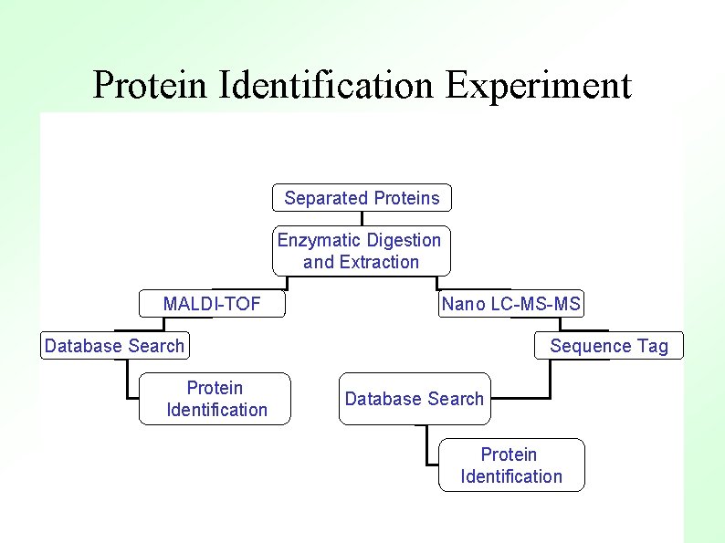 Protein Identification Experiment Separated Proteins Enzymatic Digestion and Extraction MALDI-TOF Nano LC-MS-MS Database Search