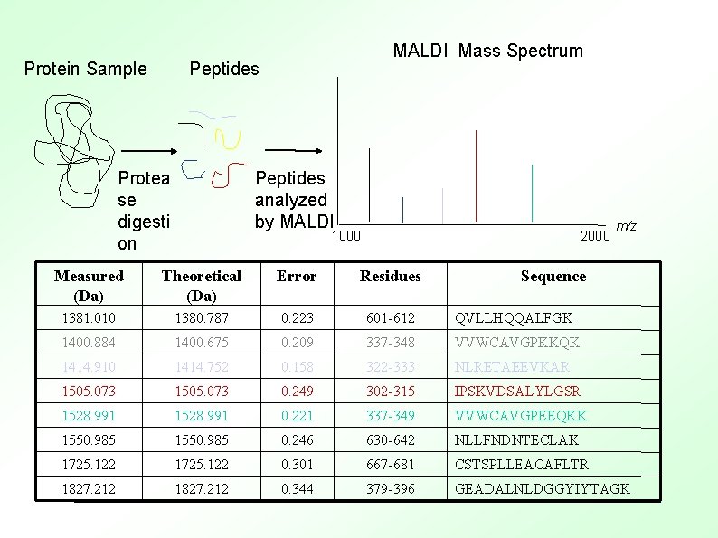 Protein Sample MALDI Mass Spectrum Peptides analyzed by MALDI Protea se digesti on 1000