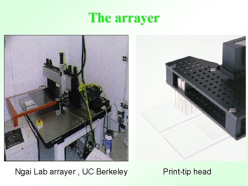 The arrayer Ngai Lab arrayer , UC Berkeley Print-tip head 