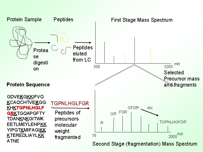 Protein Sample Protea se digesti on Peptides First Stage Mass Spectrum Peptides eluted from